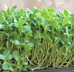 Hạt giống Rau mầm hướng dương 20gr