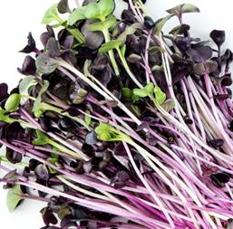 Hạt giống Rau mầm củ cải Malady 10gr