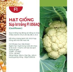 Hạt giống Súp lơ trắng F1 Rado 346  - Bông cải trắng