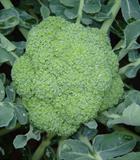 Hạt giống Súp lơ xanh - Bông cải xanh Rado 687 - 0.2gr
