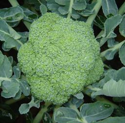 Hạt giống Súp lơ xanh - Bông cải xanh Rado 687 - 0.2gr