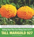 Hạt giống Vạn Thọ Cao Vàng Cam Lai F1 TALL MARIGOLD 927- Gói 0.1gr