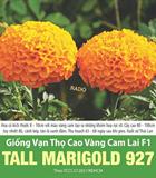 Hạt giống Vạn Thọ Cao Vàng Cam Lai F1 TALL MARIGOLD 927- Gói 0.1gr