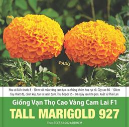 Hạt giống Vạn Thọ Cao Vàng Cam Lai F1 TALL MARIGOLD 927- Gói 0.1gr