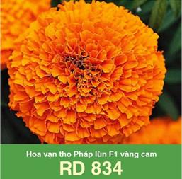 Hạt giống Vạn thọ pháp lùn F1 vàng cam RD 834 - Gói 10 Hạt