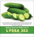 Hạt giống Dưa leo baby lai F1 Lyssa 353