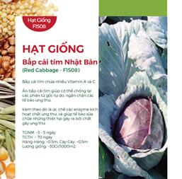 Hạt giống Bắp cải tím lai F1 0.5gr