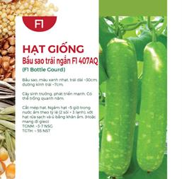 Hạt giống Bầu sao trái ngắn 10 Hạt