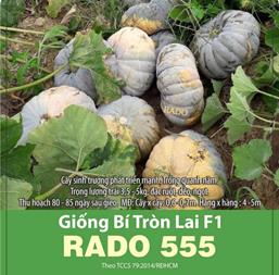Hạt giống Bí đỏ tròn nhỏ F1 Rado 555 - Gói 10gr