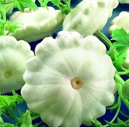 Hạt giống Bí đĩa bay trắng