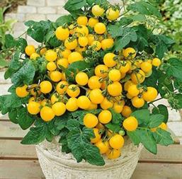 Hạt giống Cà chua bi lùn vàng