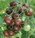 Hạt giống Cà chua Cherry Socola F1 Rado 643