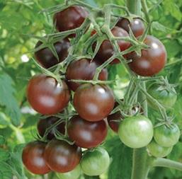 Hạt giống Cà chua Cherry Socola F1 Rado 643