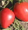 Hạt giống Cà chua hình trái tim đỏ