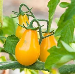 Hạt giống Cà chua lê vàng
