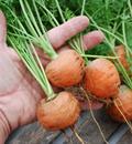 Hạt giống Cà rốt tròn 1gr