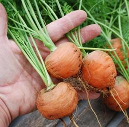 Hạt giống Cà rốt tròn 1gr