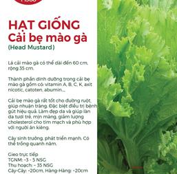 Hạt Giống Cải Bẹ Mào Gà - Gói 100gr