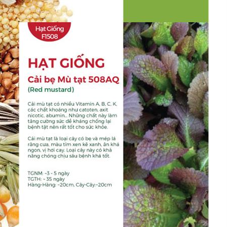 Hạt giống Cải bẹ mù tạt 508AQ
