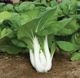 Hạt giống Cải bẹ trắng 20gr