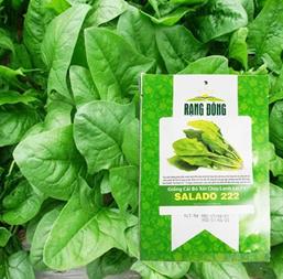 Hạt giống Cải bó xôi chịu lạnh SALADO