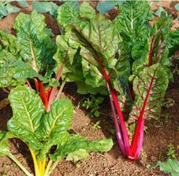 Hạt giống Cải cầu vồng - Gói 100gr