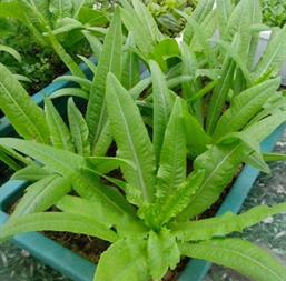 Hạt Giống Xà Lách Lá Nhọn - Rau Diếp Thơm - Gói 100gr