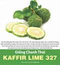 Hạt giống Chanh Thái KAFFIR LIME 10 hạt
