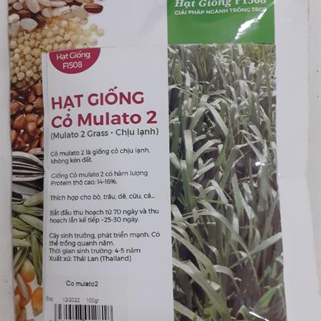 Hạt giống cỏ Mulato 2 - Gói 100Gr