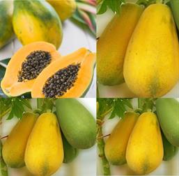 Hạt giống Đu đủ ruột vàng lai F1 Thiên Vương 5 hạt