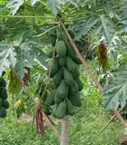 Hạt giống Đu đủ ruột vàng Long An - Gói 10 hạt