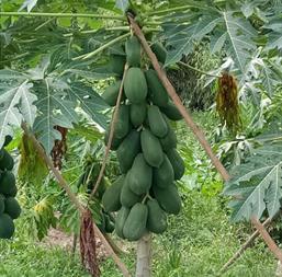 Hạt giống Đu đủ ruột vàng Long An - Gói 10 hạt