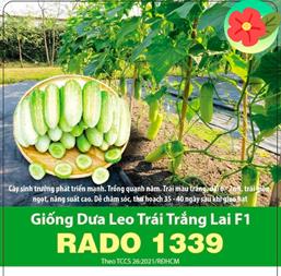 Hạt giống Dưa chuột trắng lai F1 - Gói 10gr