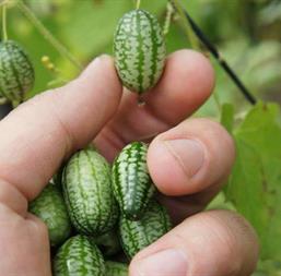 Hạt giống Dưa hấu tí hon 10 hạt