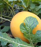 Hạt giống Dưa lê Hoàng Kim F1 Rado 163 - 5 Hạt