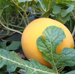 Hạt giống Dưa lê Hoàng Kim F1 Rado 163 - 5 Hạt