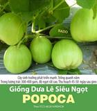 Hạt giống Dưa lê Popoca - Gói 0.5gr (~30 Hạt)