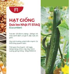 Hạt giống Dưa leo nhật chịu nhiệt SUMMER 901