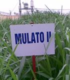 Hạt giống cỏ Mulato 2 - Gói 500gr