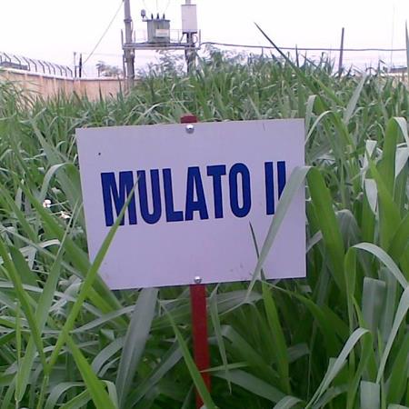 Hạt giống cỏ Mulato 2 - Gói 500gr
