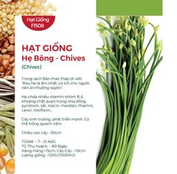 Hạt giống Hẹ ăn bông