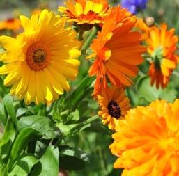 Hạt giống Hoa Cúc Susi mix