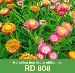 Hạt giống Hoa cúc bất tử mix cao