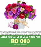 Hạt giống Hoa Cúc công chúa mix 0.1gr