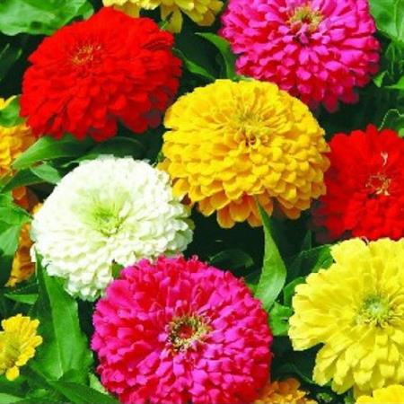 Hạt giống Hoa Cúc lá nhám mix