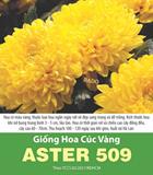 Hạt giống Hoa cúc vàng ASTER 509 - Gói 0.1gr