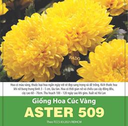 Hạt giống Hoa cúc vàng ASTER 509 - Gói 0.1gr