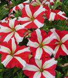 Hạt giống Hoa dạ yến thảo sao đỏ