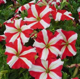 Hạt giống Hoa dạ yến thảo sao đỏ