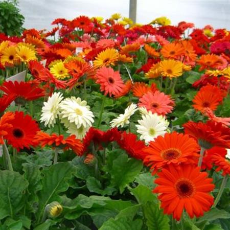 Hạt giống Hoa đồng tiền mix